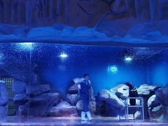 -芜湖新华联大白鲸海洋公园