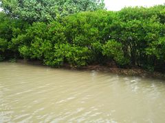 -大湾区中央湿地公园