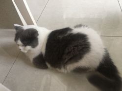 -L•野生眉半永久纹眉纹绣