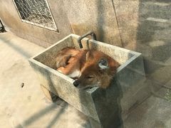 -西安秦岭野生动物园