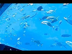 -瑞德姆美人鱼海底演艺主题餐厅(亚龙湾店)