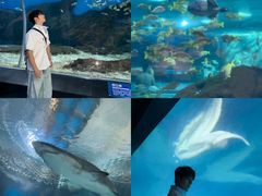 -海合安武汉极地海洋公园