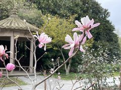 -上海共青森林公园