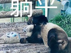 -大连森林动物园