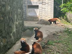 -都江堰中华大熊猫苑