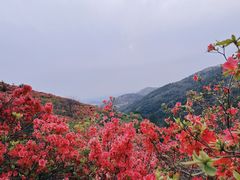 -木兰云雾山