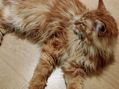-猫腻·猫咖·撸猫馆(星光大道店)