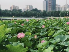 -莲花池公园