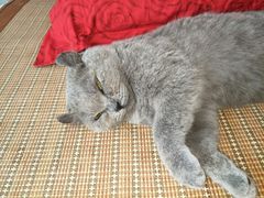 -艾吉宠物医院·疑难杂症转诊中心·猫友好(碧江路院)