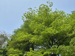 -黄埔古港