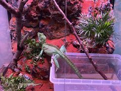 -酷以爬仙阁实体爬宠店·守宫·蜥蜴·专业繁育