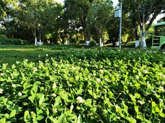 -张坝桂圆林公园