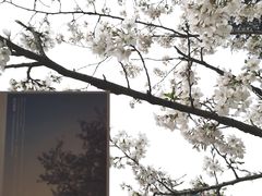 -武汉大学-樱园
