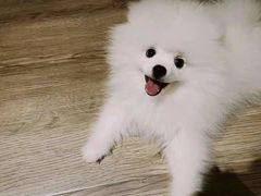 -宠爱多约克夏马尔济斯泰迪小型犬专卖