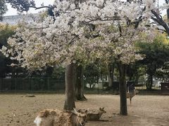 -奈良公园