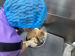-北京观赏动物医院·24小时大型综合·猫专科·异宠专科