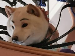 -喜柴咖啡·柴犬狗咖