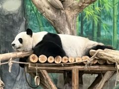 -灵玲国际马戏城