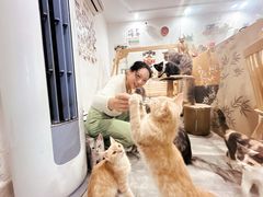 -楼上猫咖(罗湖店)