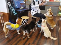 -豆柴町-柴犬主题狗咖(红鼎国际C座店)