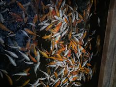 -侠成水上农庄(工业大道店)
