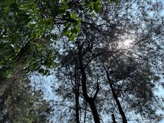 -铁山坪森林公园