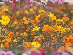 -花开海上生态园