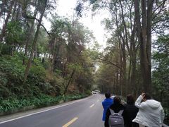 -铁山坪森林公园