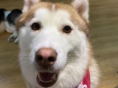 -Husky Go! 哈士奇体验馆·宠物咖啡厅狗咖