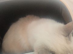 -东方动物医院·宠保定点·骨科·转诊中心(春城路·昆明站分院)