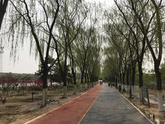 -大兴滨河森林公园