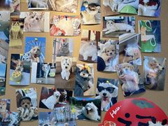 -翊宠yipet猫狗购宠庄园犬舍•猫舍