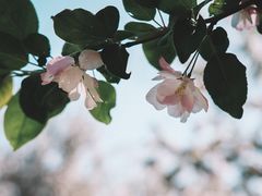 -海棠花溪(元大都城垣遗址公园)