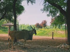 -北京野生动物园