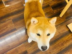 -豆柴町-柴犬主题狗咖(红鼎国际C座店)