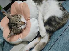 -芭比堂动物医院广州顽皮分院