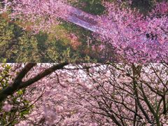 -南山植物园