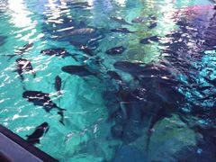 -暹罗海洋世界