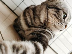-Catmate·猫肥家润(金润铂宫店)