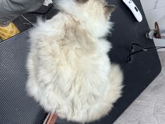 -瑞派紫金宠物医院24小时·骨科·中兽医·重症转诊中心(番禺大石院)