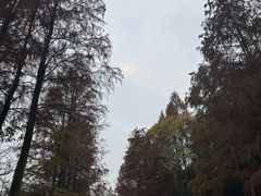 -重庆彩云湖湿地公园
