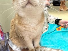 -逗柴咖啡屋·狗咖猫咖宠物桌游