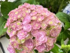 -双季花艺园艺市场(浦东店)