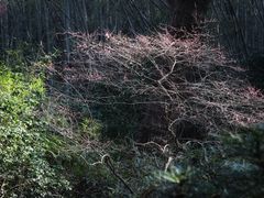-杭州植物园