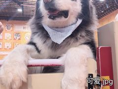 -和它·交个朋友·狗咖猫咖(爱琴海店)