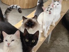-more than meow吴止猫主题餐厅(承德 中船汇店)