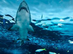-瑞普利水族馆
