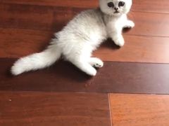 -飞行喵MR PILOT|猫舍·猫咖(静安大融城店)