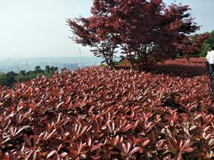 -铁山坪森林公园