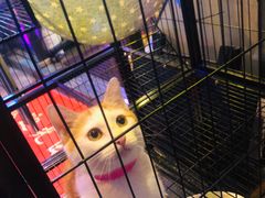 -長壹旋转烤吧 农家鸡火锅
